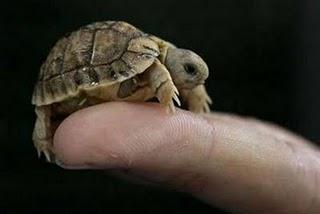 post-4-139145182296_thumb.jpg