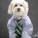 Desi JUTT