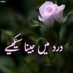 Liaqat4094